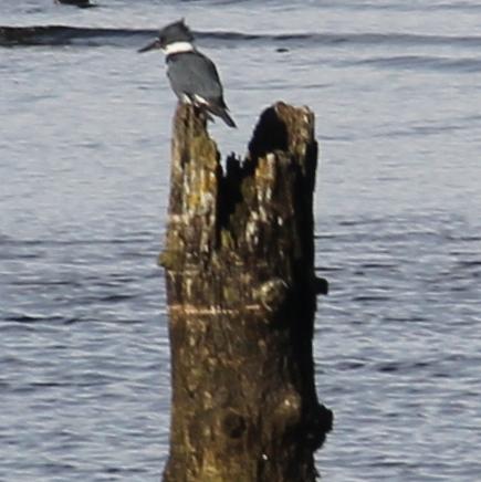 Awaiting Next Plunge